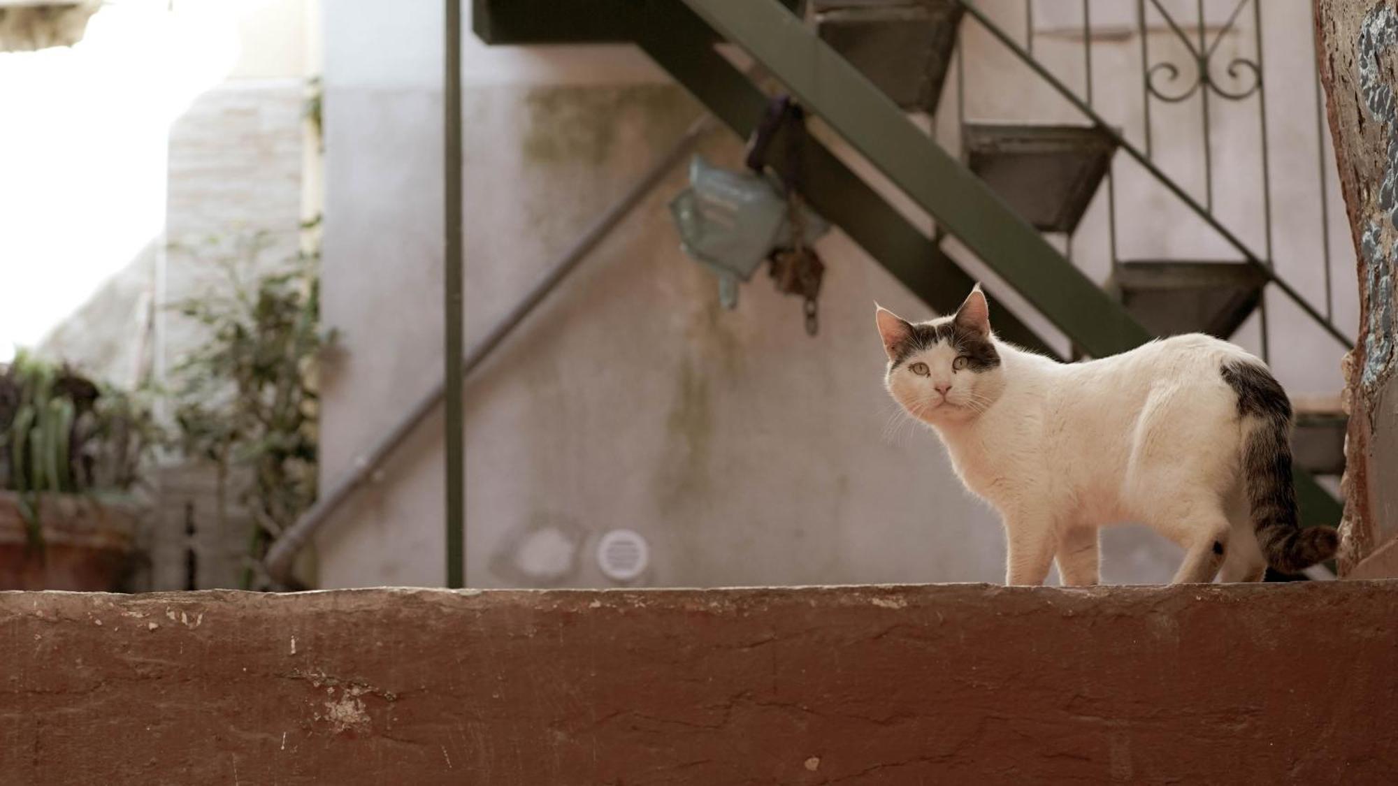 Casa Nel Borgo Dei Gatti Apartment Cetara Exterior foto
